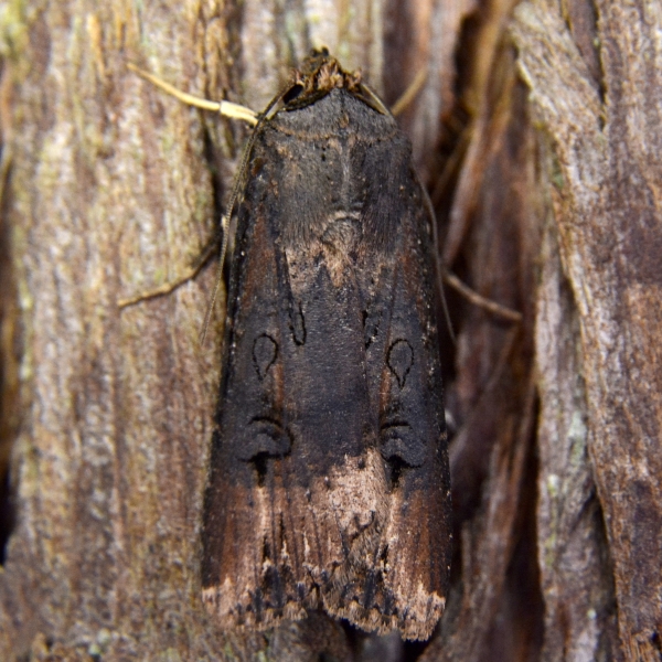 Photo of Agrotis ipsilon by <a href="http://www.coffinpoint.ca/">Paul Westell</a>